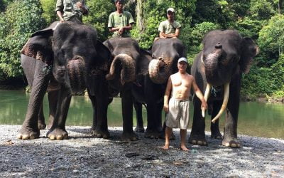 TWO DAY OFF ROAD TOUR TO VISIT THE ELEPHANTS OF TANGKAHAN